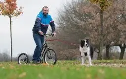 Footbike mushing, dog scooter